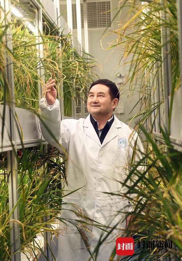 专访“疯长水稻”研发者杨其长：梦想在戈壁上种万亩水稻｜向上的力量
