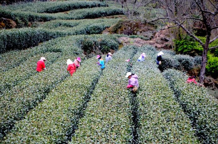 陇南文县：好茶出“清新”，振兴路上茶飘香