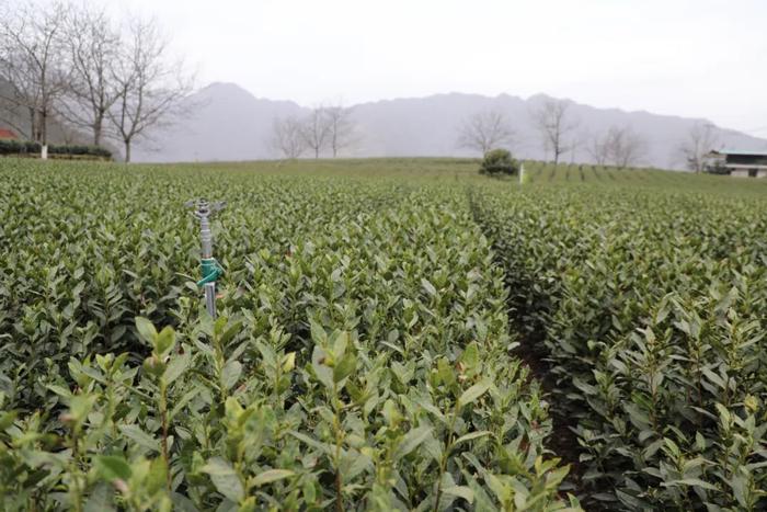 陇南文县：好茶出“清新”，振兴路上茶飘香