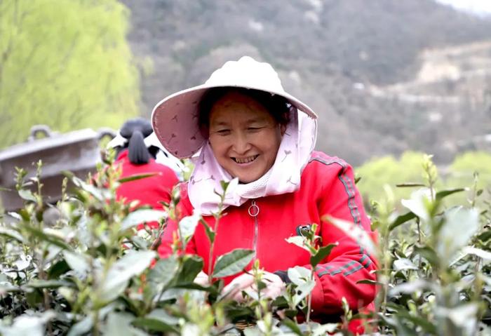 陇南文县：好茶出“清新”，振兴路上茶飘香