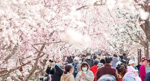 揭秘 | 运河桃花节来了！这里为何令帝王侧目、“北洋”入歌？