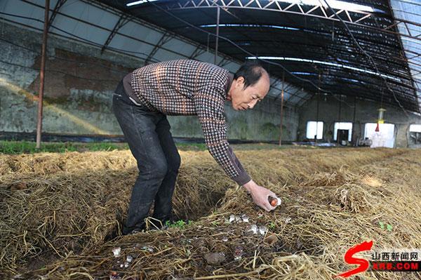 太原菇农变废为宝 果树枝种出赤松茸