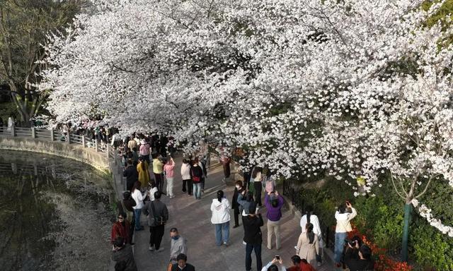 郑州花语播报②|“质朴纯洁的爱情之花”樱花及郁金香……