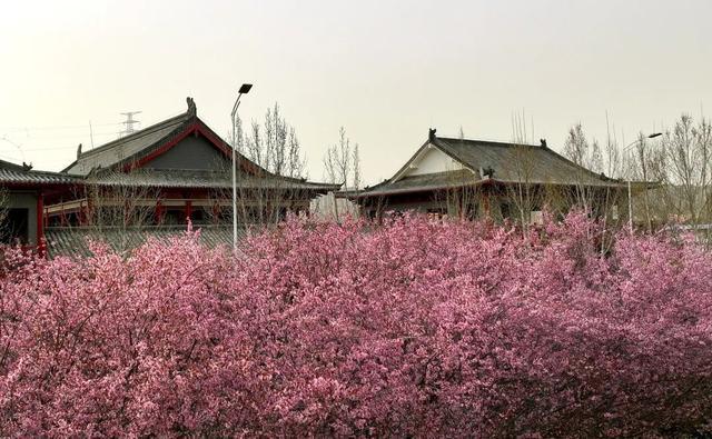 郑州花语播报②|“质朴纯洁的爱情之花”樱花及郁金香……