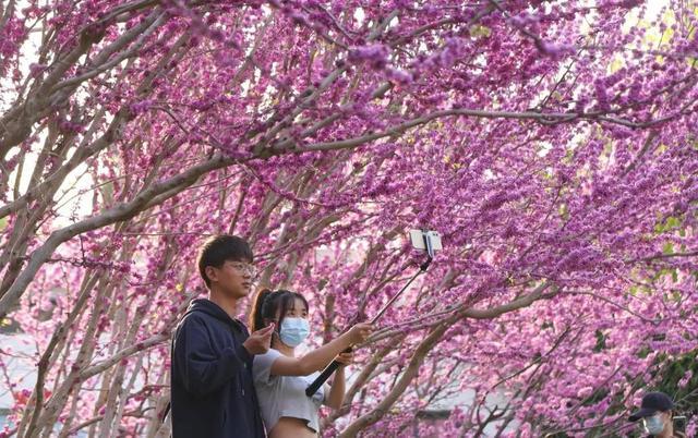 郑州花语播报②|“质朴纯洁的爱情之花”樱花及郁金香……