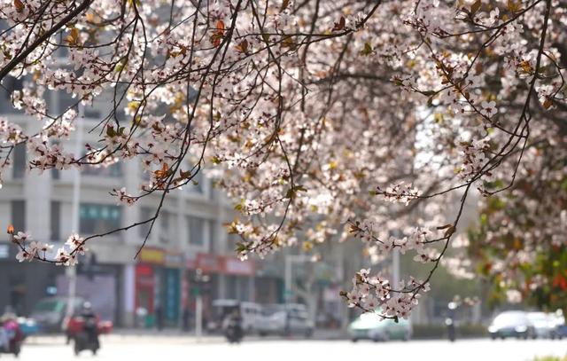 郑州花语播报②|“质朴纯洁的爱情之花”樱花及郁金香……