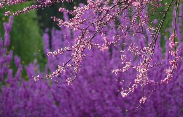 郑州花语播报②|“质朴纯洁的爱情之花”樱花及郁金香……