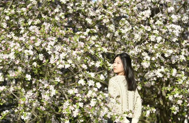 郑州花语播报②|“质朴纯洁的爱情之花”樱花及郁金香……