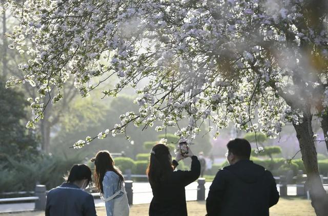 郑州花语播报②|“质朴纯洁的爱情之花”樱花及郁金香……