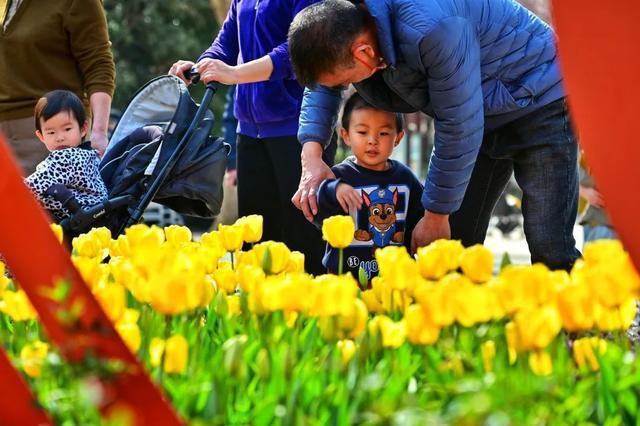 郑州花语播报②|“质朴纯洁的爱情之花”樱花及郁金香……