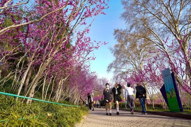 郑州花语播报②|“质朴纯洁的爱情之花”樱花及郁金香……