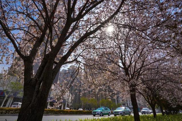 郑州花语播报②|“质朴纯洁的爱情之花”樱花及郁金香……