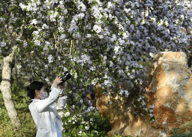 郑州花语播报②|“质朴纯洁的爱情之花”樱花及郁金香……