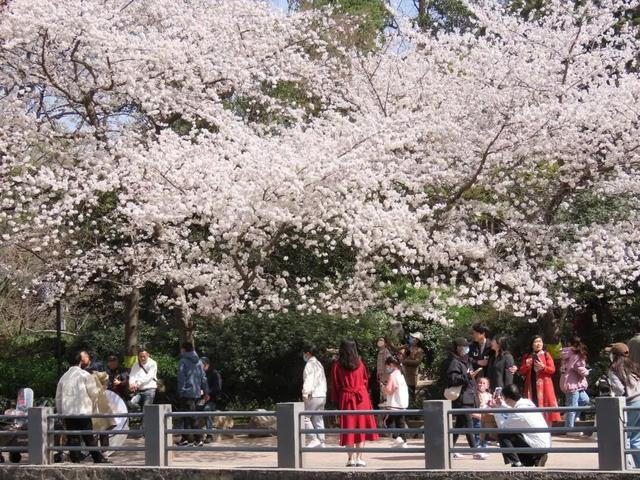 郑州花语播报②|“质朴纯洁的爱情之花”樱花及郁金香……