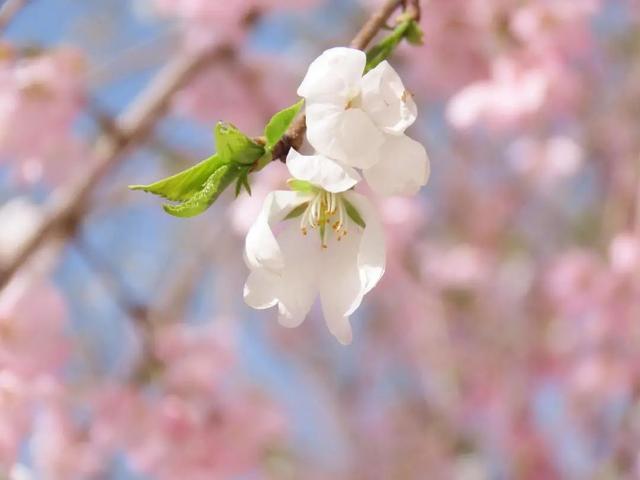 郑州花语播报②|“质朴纯洁的爱情之花”樱花及郁金香……