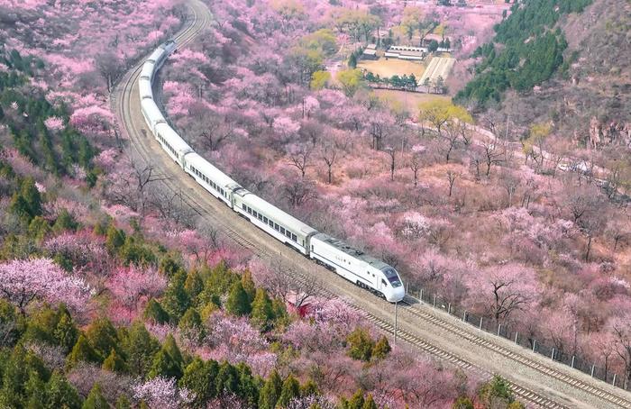 昌平开启“赏花热”！什么时候去哪里看什么花？这份攻略请收好→