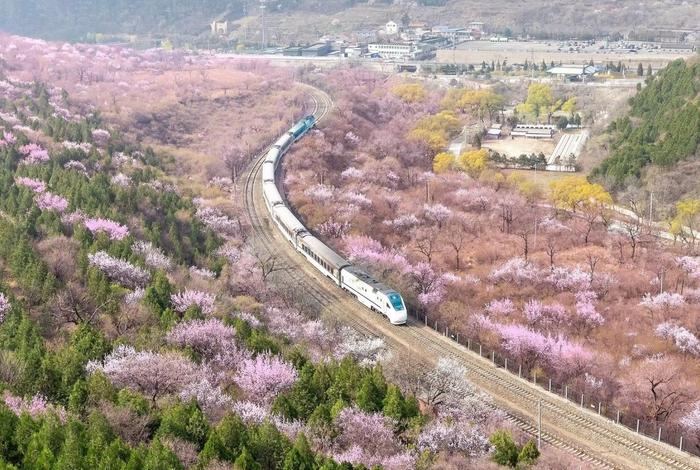 昌平开启“赏花热”！什么时候去哪里看什么花？这份攻略请收好→