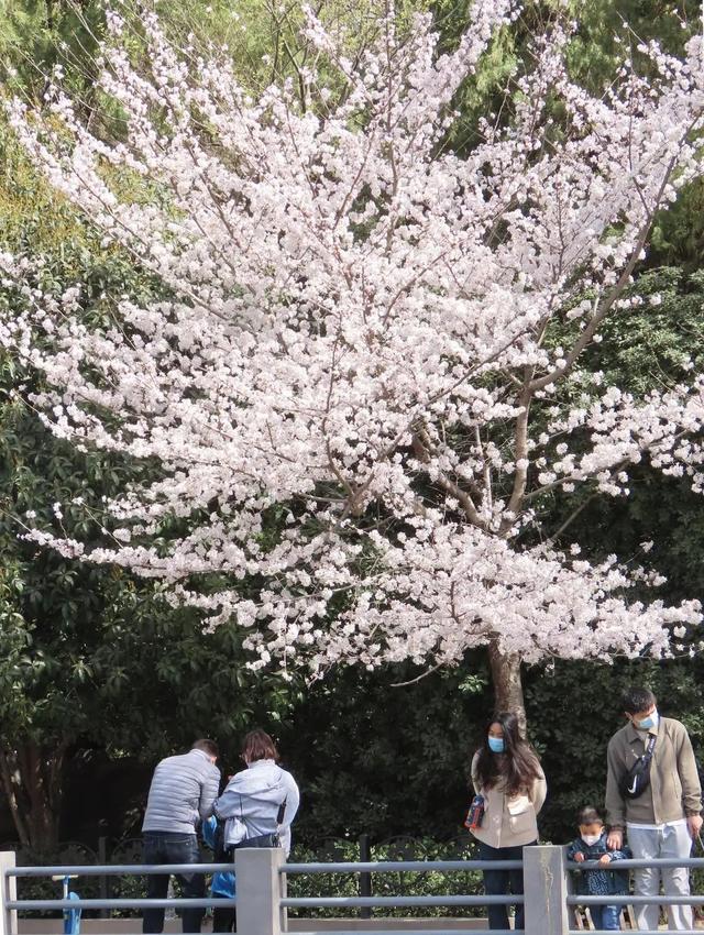 郑州花语播报②|“质朴纯洁的爱情之花”樱花及郁金香……