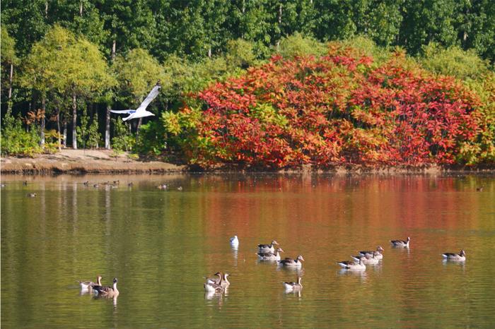 翠湖国家城市湿地公园开园日期定了！预约方式有更新