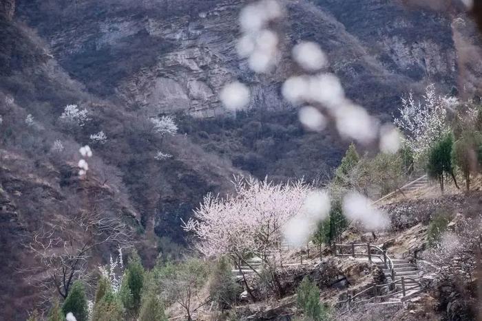 惊艳绽放！快来房山这里邂逅古人诗词里的春天~