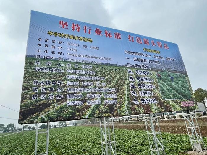 土坑酸菜风波一周年，岳阳华容怎么样了？