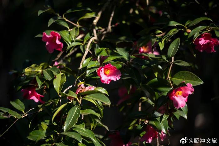 腾冲红花油茶油