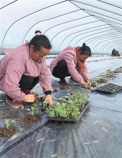 西瓜种植有“甜头” 乡村振兴有奔头（图）