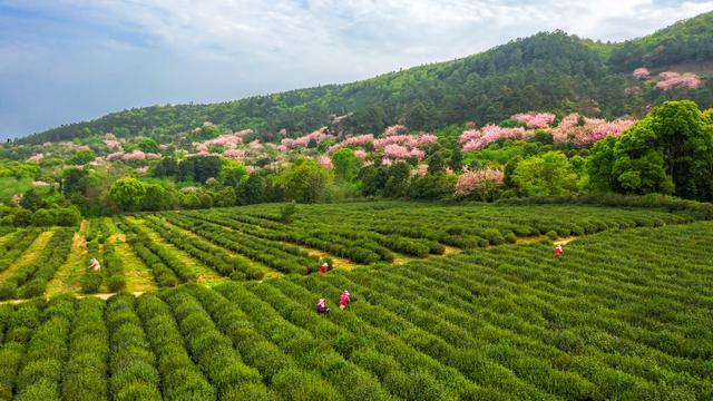 一片茶叶美了乡村富了百姓，苏州洞庭山碧螺春的振兴样本