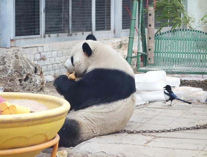 图说·顶流明星③｜花花or萌兰，你的心上熊是谁？