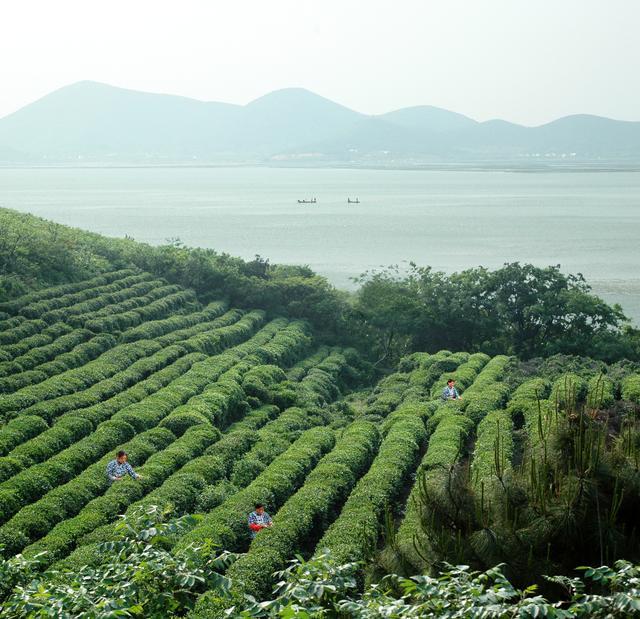 一片茶叶美了乡村富了百姓，苏州洞庭山碧螺春的振兴样本