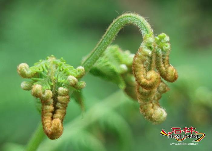 石林山茅野菜 - 资讯频道