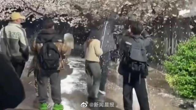 破坏百年樱花树网红团队所在公司致歉