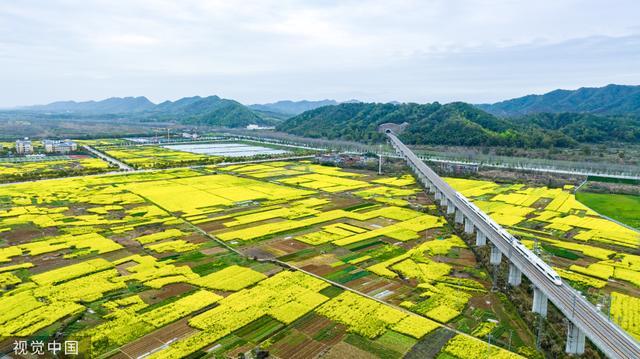 江西瑞昌：十万亩油菜花进入盛花期 列车花海中疾驰而过