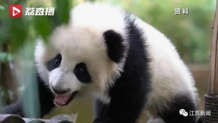 近300人投简历应聘熊猫饲养员，却无一人合适！为啥？
