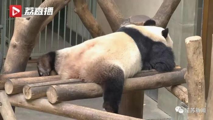 近300人投简历应聘熊猫饲养员，却无一人合适！为啥？