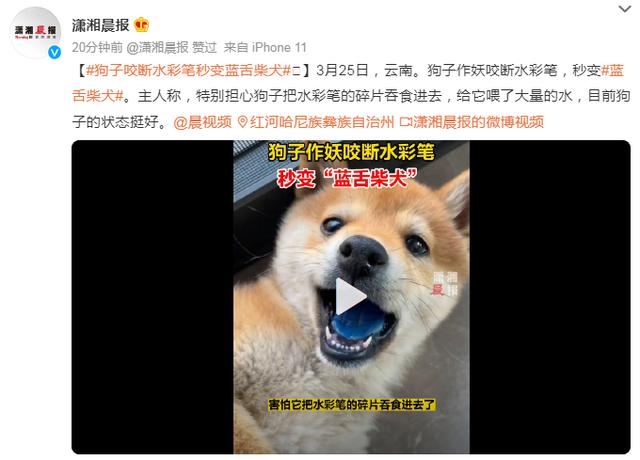 狗子咬断水彩笔，秒变“蓝舌柴犬”