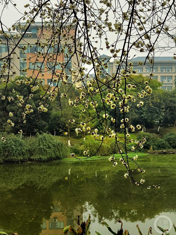 上游新闻带你看校花（12）丨重庆师范大学 江德龙摄影作品