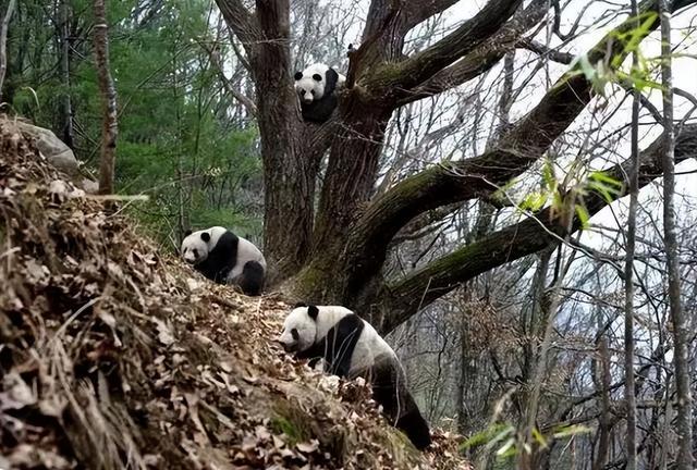 秦岭野生大熊猫年度“比武招亲”开始啦