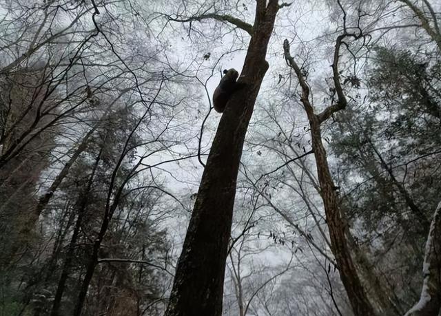 秦岭野生大熊猫年度“比武招亲”开始啦