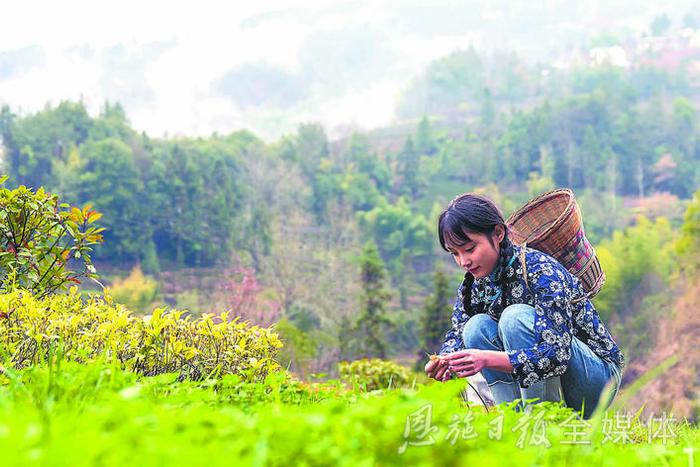 恩施春天才有的味道……今年，你吃了吗？