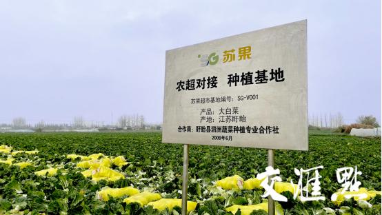 探访苏果盱眙白菜生产基地 “小白菜”做出“大生意”，看“超链接”如何激活乡村振兴源动力