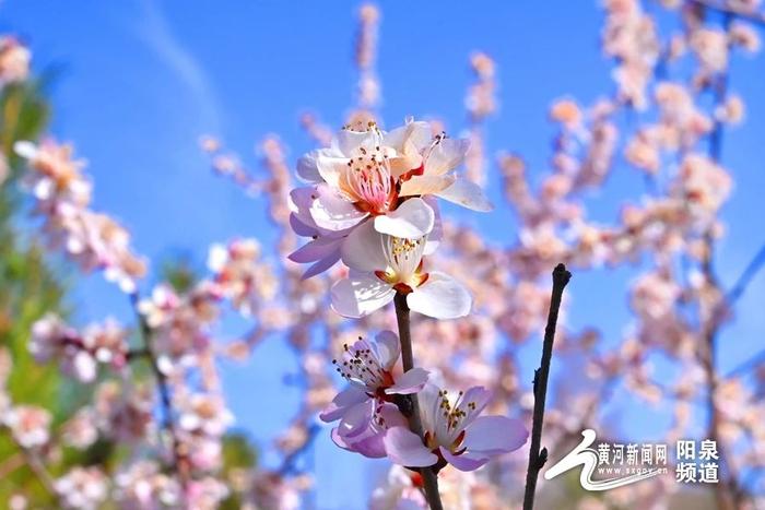 大美山西丨山桃花开 遇见盂县最美的春天