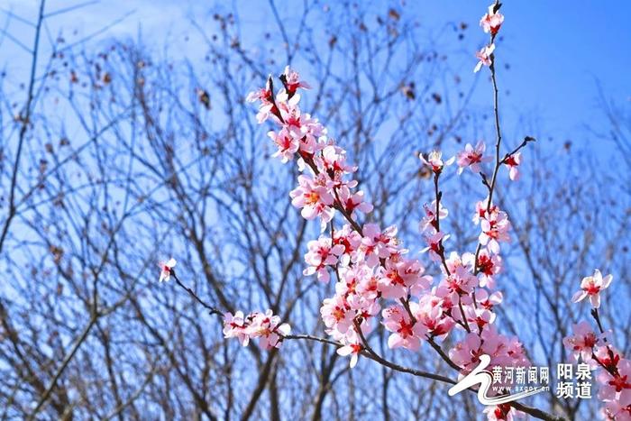 大美山西丨山桃花开 遇见盂县最美的春天