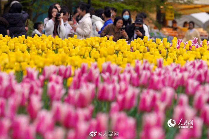 来晒！手机相册里的春景