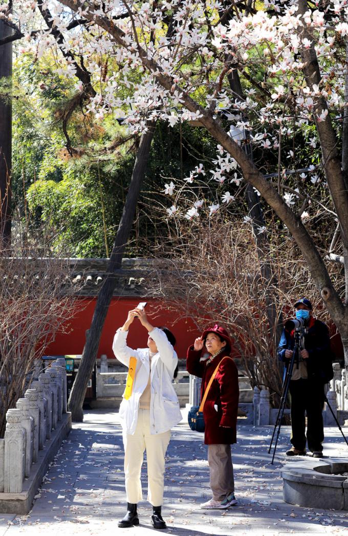 赏花门头沟，潭柘寺景区玉兰花竞相开放