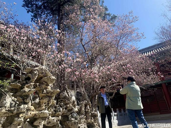 赏花门头沟，潭柘寺景区玉兰花竞相开放