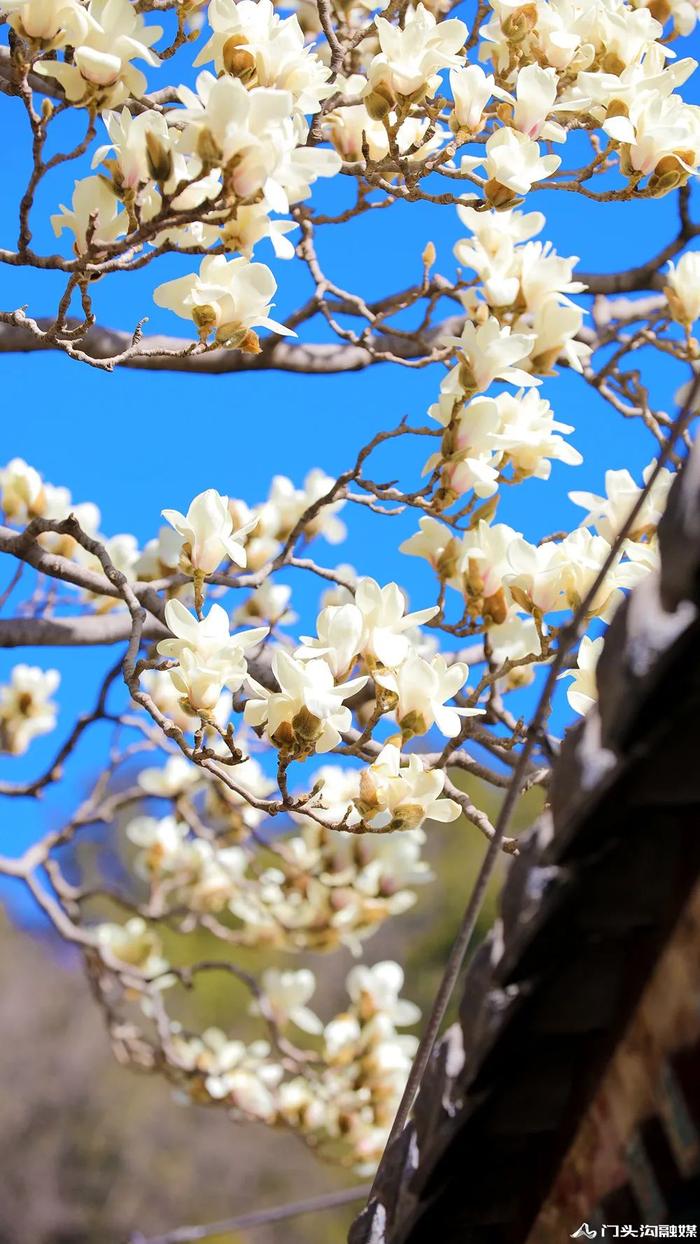 赏花门头沟，潭柘寺景区玉兰花竞相开放