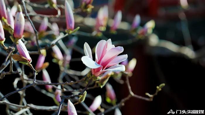 赏花门头沟，潭柘寺景区玉兰花竞相开放