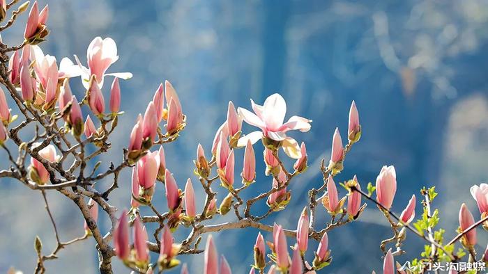 赏花门头沟，潭柘寺景区玉兰花竞相开放