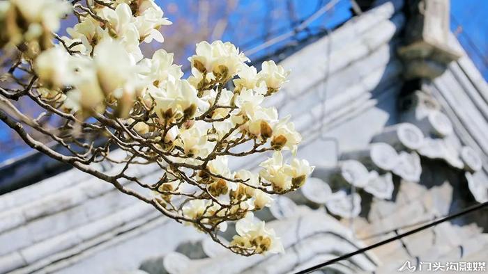 赏花门头沟，潭柘寺景区玉兰花竞相开放